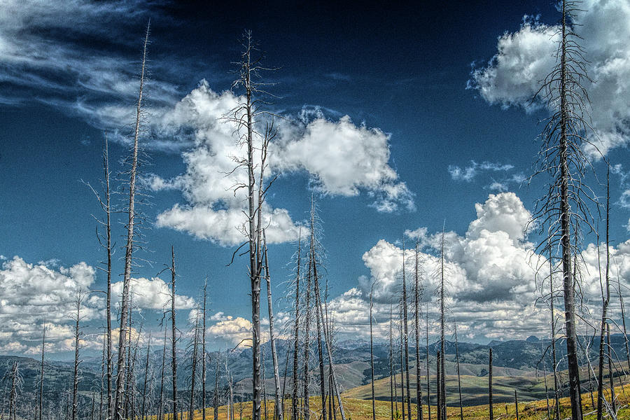 Forest with Dead Tree Trunks with White Clouds over Mountains an Photograph by Randall Nyhof