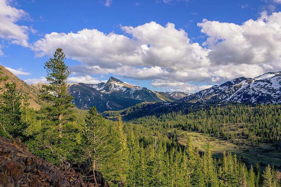 Forest With Snowy Mountains Photograph by David Fountain