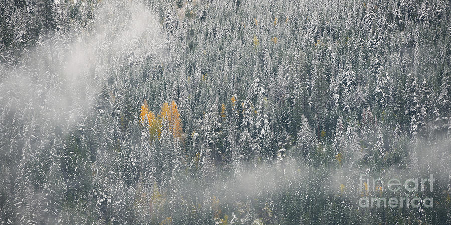 Forest with Yellow Autumn Trees and Snow in Washington near Leavenworth Photograph by Tom Schwabel