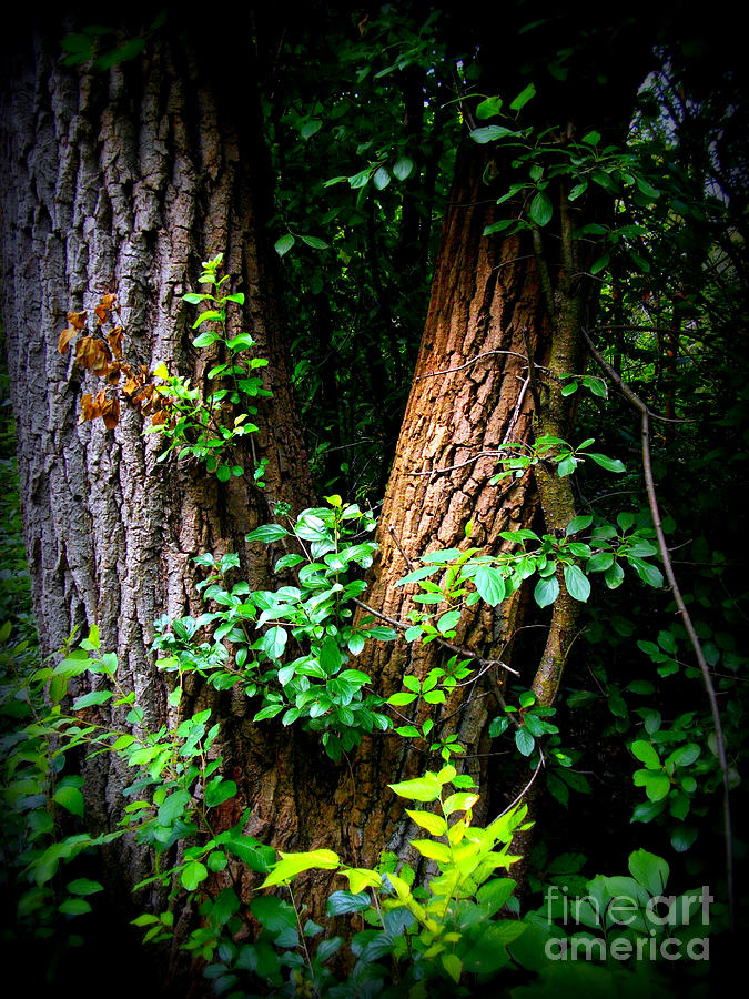 Forest Wood - Color - Frank J Casella Photograph