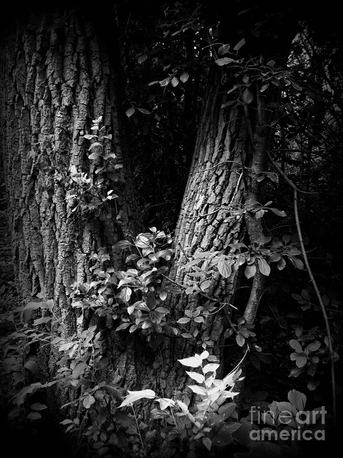 Forest Wood - Holga - Frank J Casella Photograph