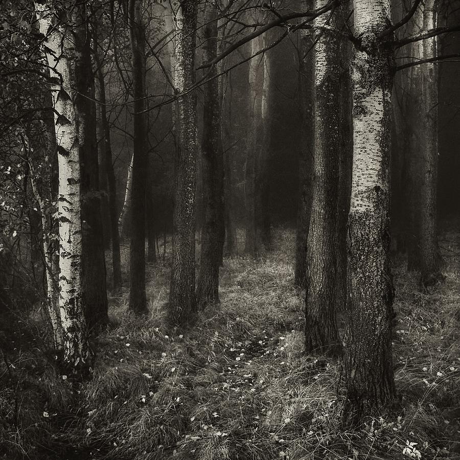 Tree Photograph - Forest world by Jaromir Hron