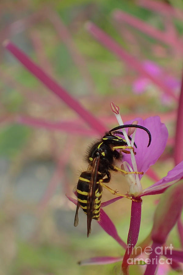 Summer Photograph - Forest Yellowjacket on Fireweed #1 by Nancy Gleason