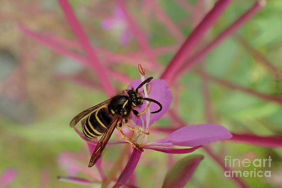 Summer Photograph - Forest Yellowjacket on Fireweed #2 by Nancy Gleason