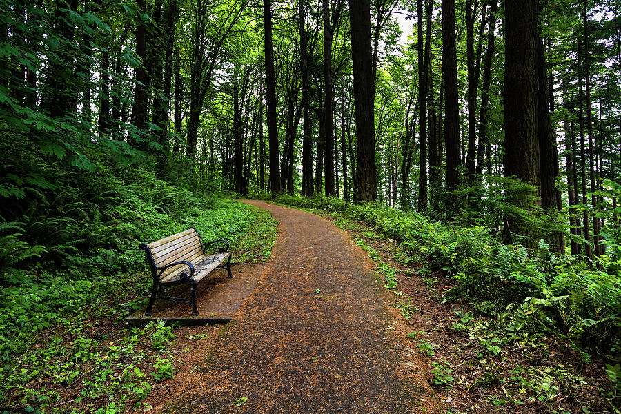 Forested path with bench Photograph by Aashish Vaidya