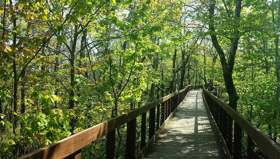 Forested Walkway Photograph by Kenny Glover