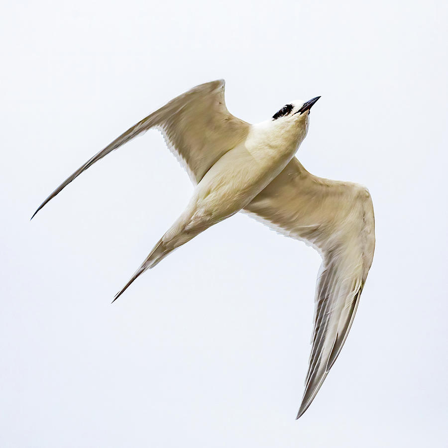 Forester's Tern Flying Photograph by Gary and Donna Brewer | Fine Art ...