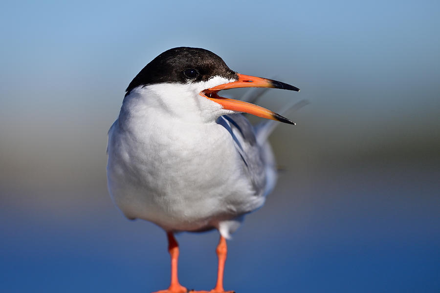 Bird Photograph - Foresters Tern - Sterna forsteri by Amazing Action Photo Video