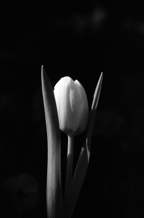 Forever February - Tulip 02 - BW Photograph by Pamela Critchlow