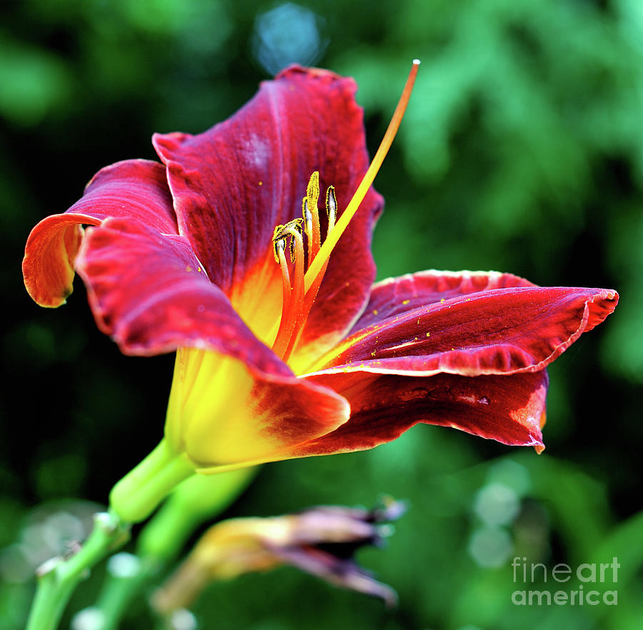 Forever Susan Asiatic Lily Photograph