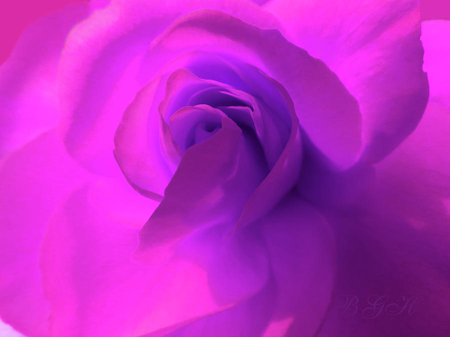 Forever Thine Rose - Rose Macro - Floral Photographic Art - Single Rose Photograph by Brooks Garten Hauschild