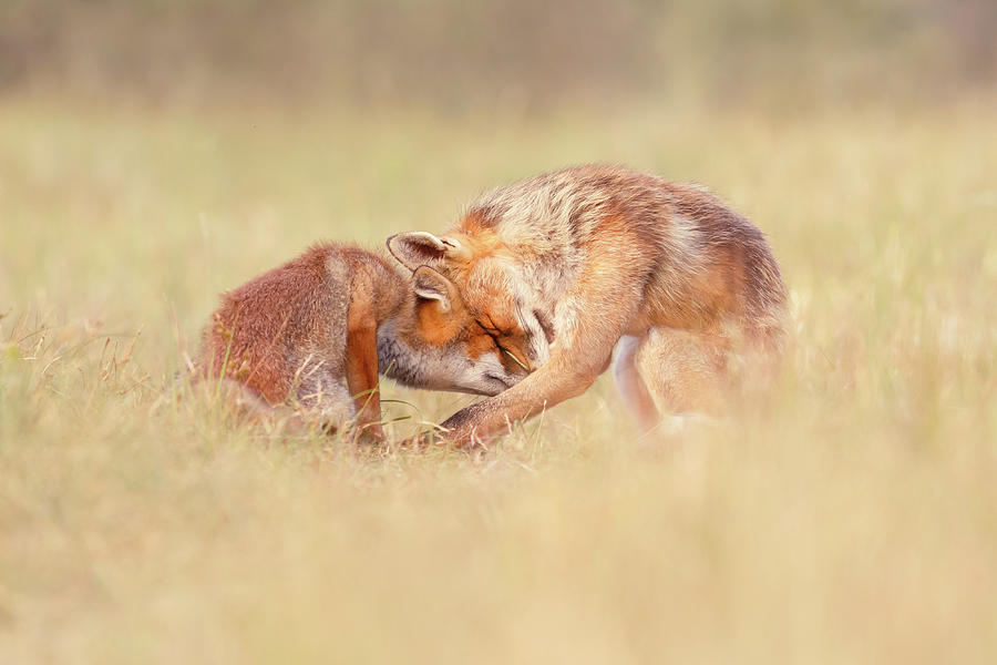Wildlife Photograph - Foreverandeverandever - Red Fox Love by Roeselien Raimond