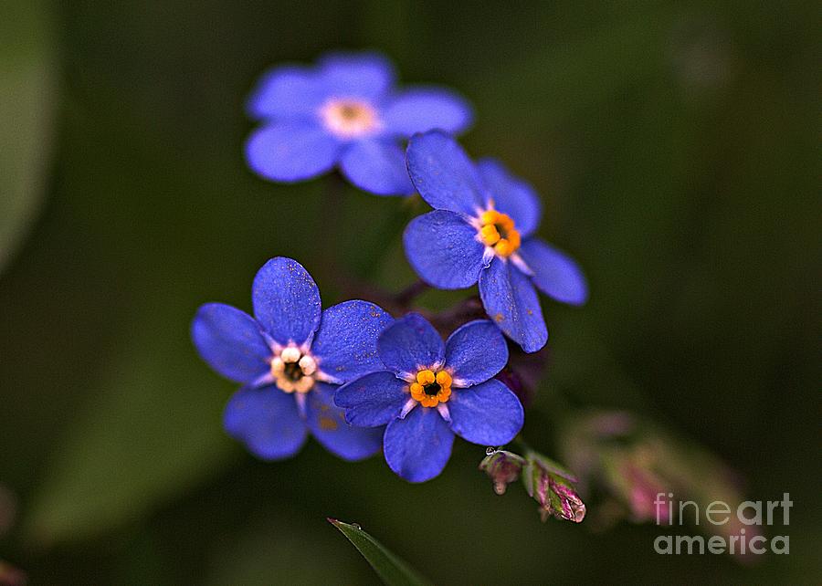 Forget me not Photograph by Amalia Suruceanu