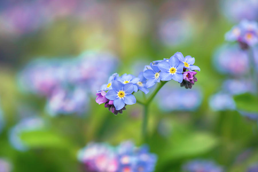 Forget-Me-Not - Blue Floral Art - Myosotis Photograph by Ashira Vision ...