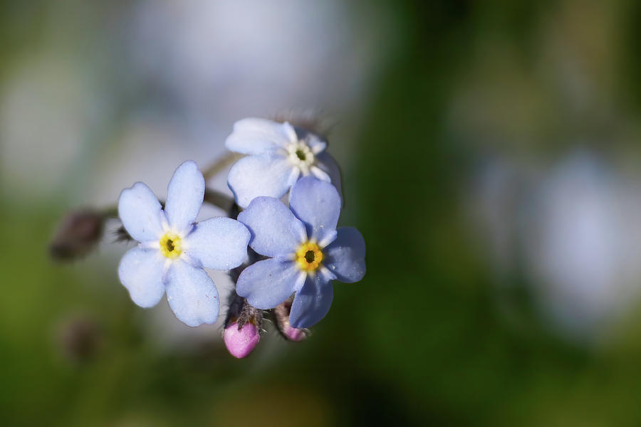 Forget Me Not Photograph by Brook Burling