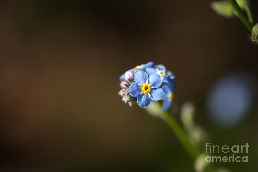 Forget Me Not Cluster Photograph by Joy Watson