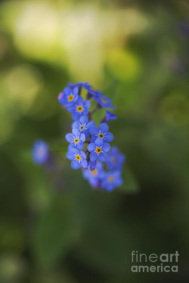 Forget Me Not Display Photograph by Joy Watson
