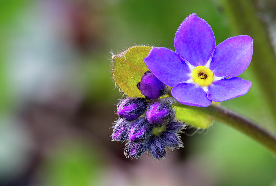 Forget-me-not Flower - Myosotis scorpioides - and Flower Buds Photograph by Michael Russell