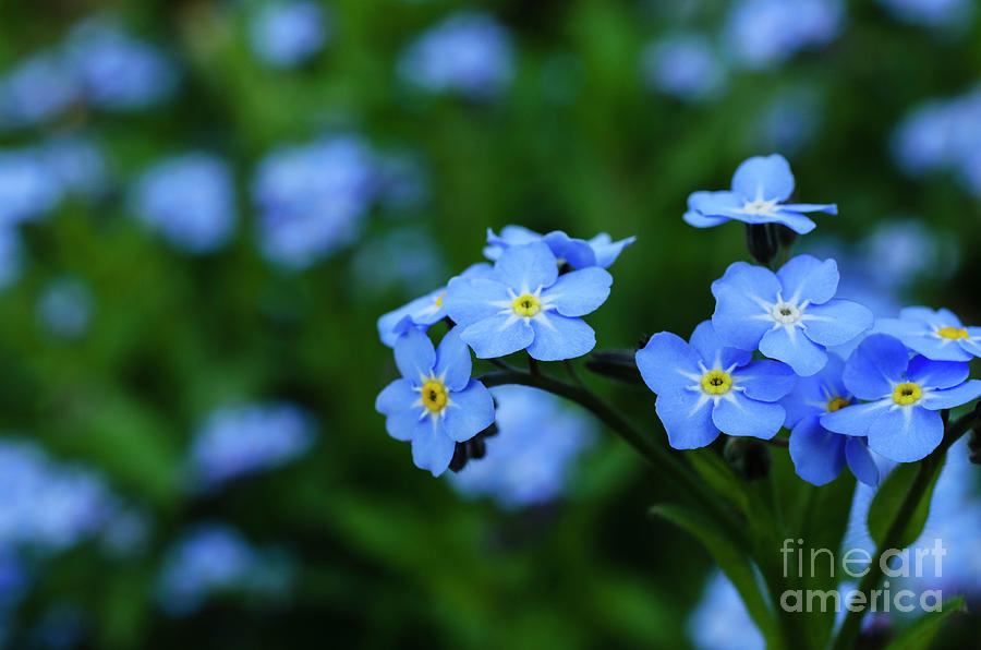 Forget Me Not Flower Photograph by Thomas R Fletcher