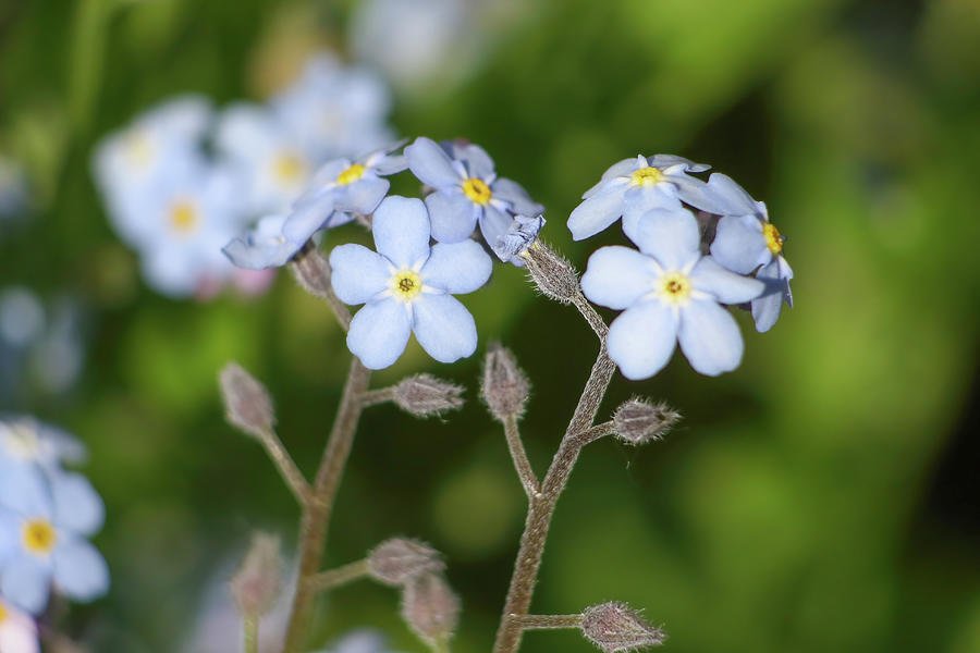 Forget Me Not Flowers Photograph by Brook Burling