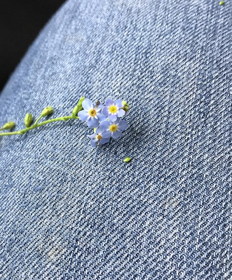 Forget-Me-Not Photograph by Hannah Griffith - Pixels