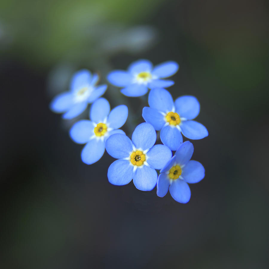 Forget Me Not Photograph by Loyd Towe Photography