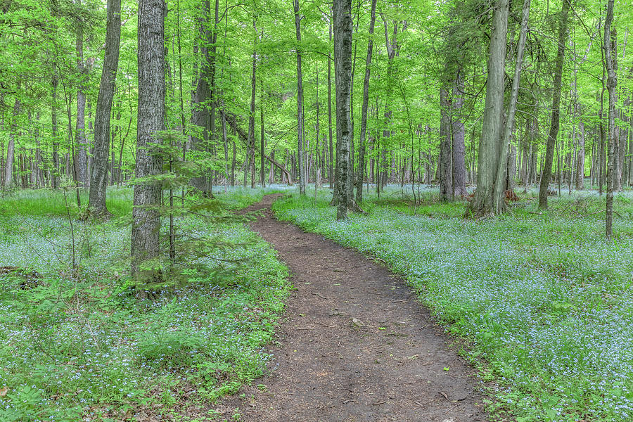 Forget Me Not Path Photograph by Paul Schultz