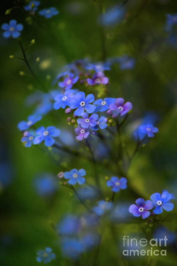 Forget Me Not Photograph by Venetta Archer