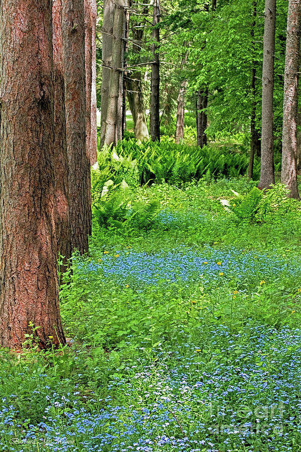 Tree Photograph - Forget Me Not While In The Woods by Barbara McMahon