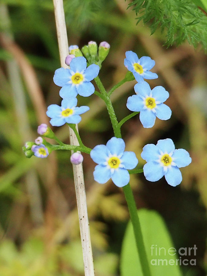 Forget-me-Nots Photograph by Adrienne Franklin