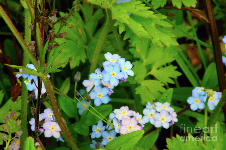 Forget-me-nots Photograph by Steve Speights