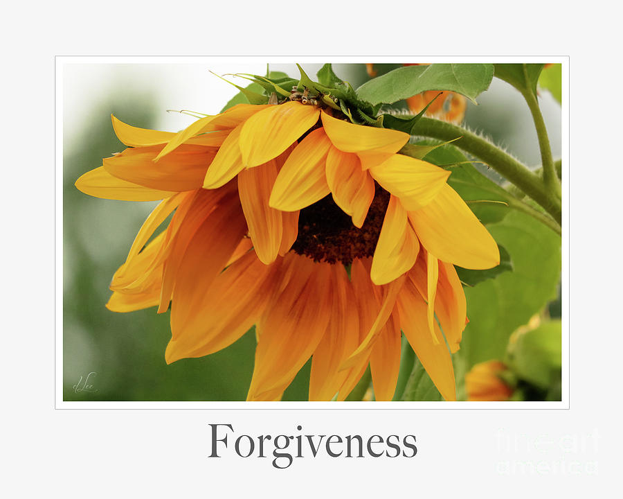 Forgiveness Photograph by D Lee Forgiveness Photograph by D Lee