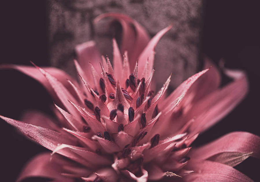 Nature Photograph - Forgiveness Flower by Go and Flow Photos