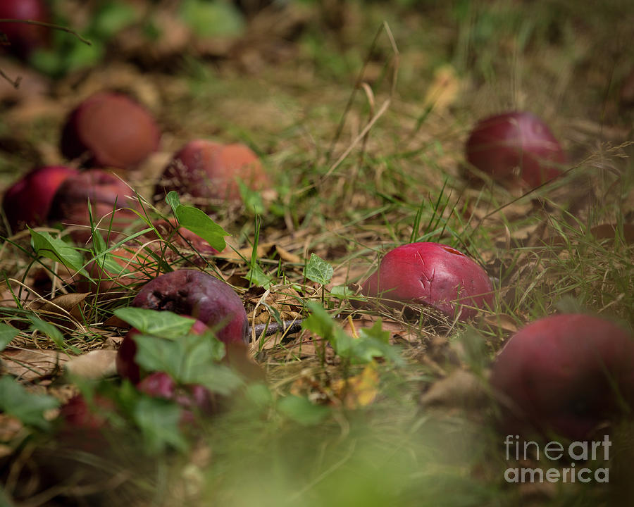 Forgotten apples Photograph by Agnes Caruso