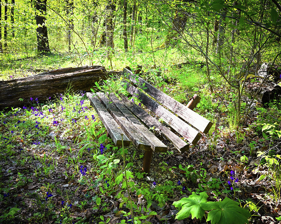 Forgotten Bench Photograph by Steven Nelson