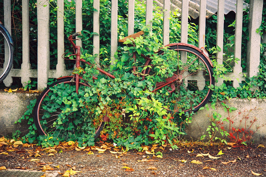 Ivy - Bike Photograph by Claude Taylor