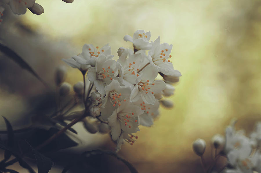 Forgotten Dreams. White Blooms Photograph by Jenny Rainbow