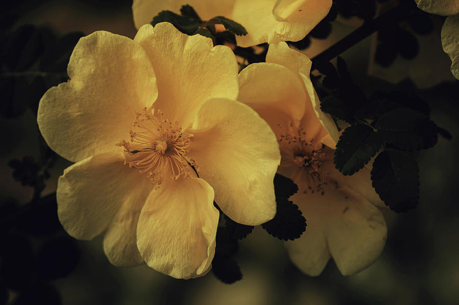 Forgotten Dreams. Wild Rose Photograph by Jenny Rainbow