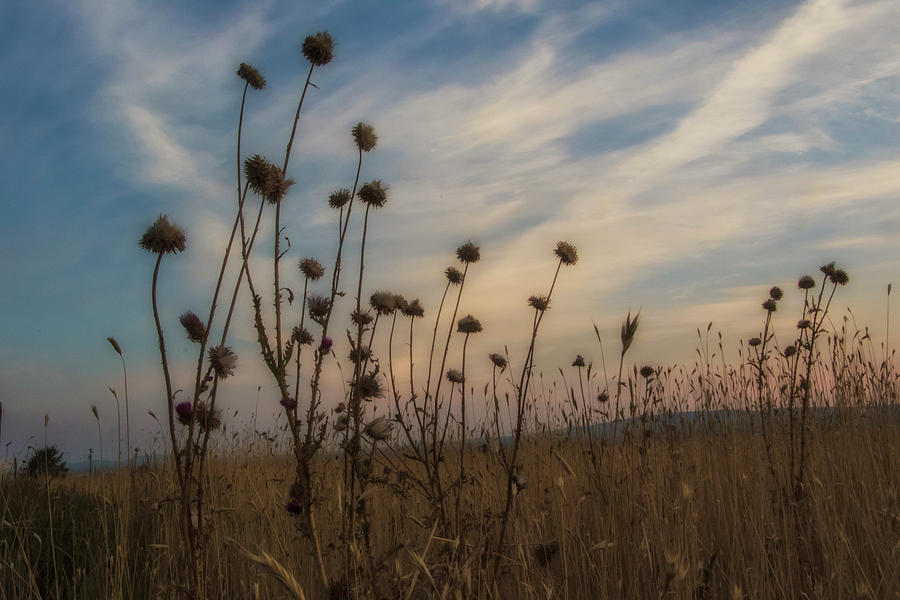 Forgotten Fields No 1 Photograph by Christopher Martindale - Fine Art ...