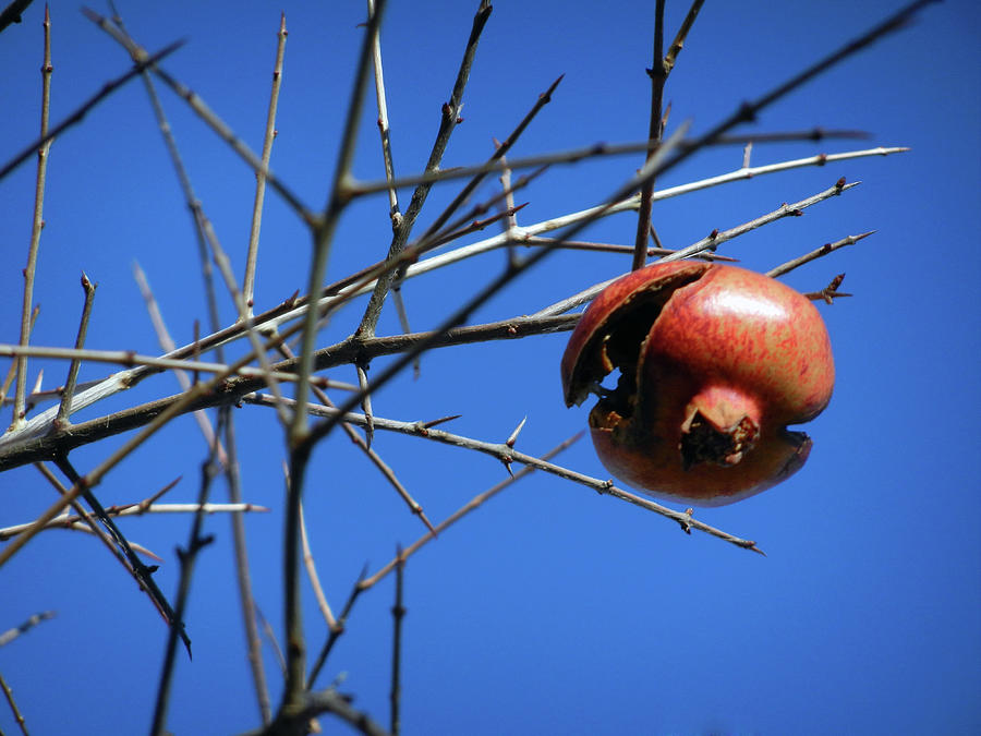 Forgotten Pomegranate  Photograph by Alexandras Photography