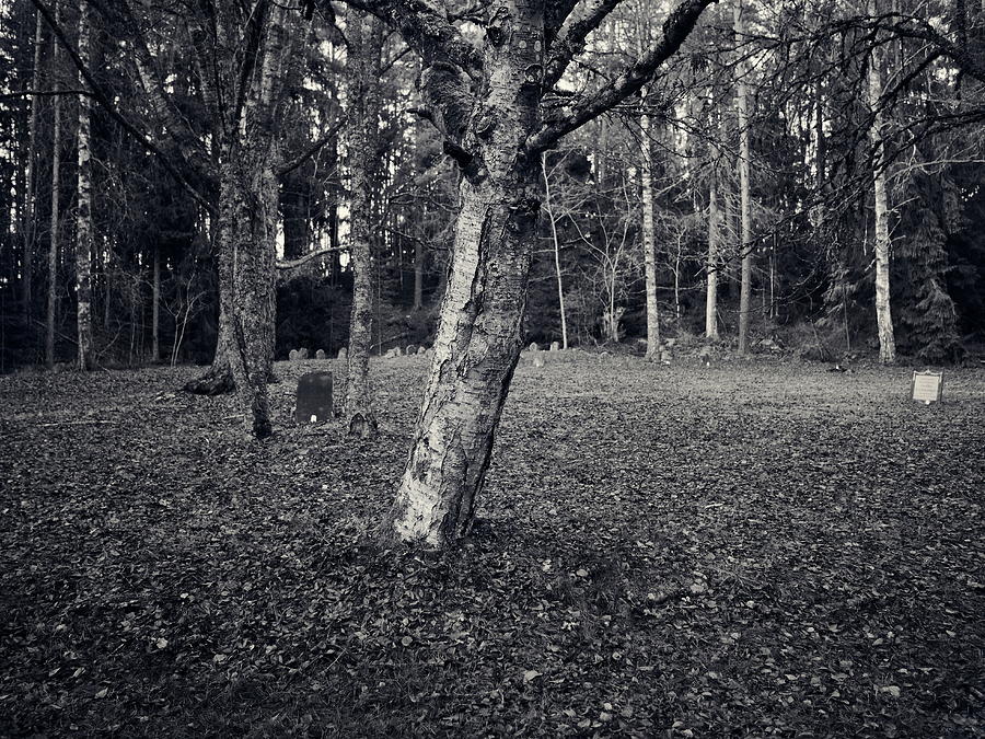 Forgotten souls and birches Photograph by Jouko Lehto