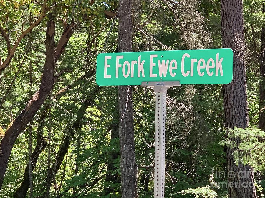 Fork Ewe Creek Photograph by Sean Griffin