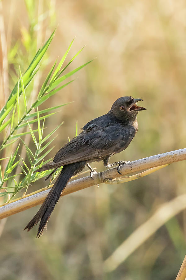 Fork-tailed Drongo, No. 2 Photograph by Belinda Greb