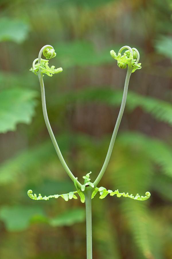 Forked Fiddleheads Photograph by Paul Rebmann