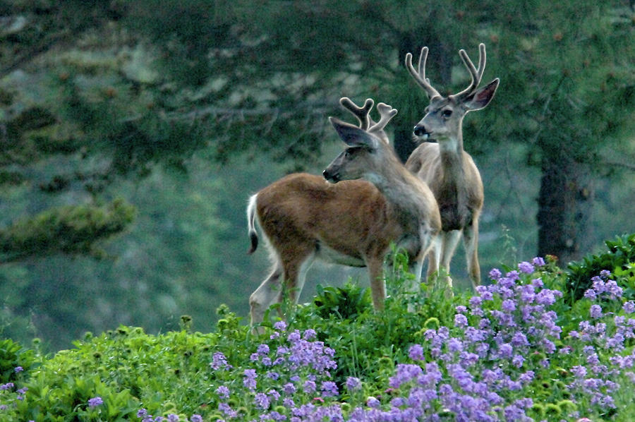 Starled Forked Horn Deer Interrupted during  Afternoon Flower Snack  Photograph by Bonnie Colgan