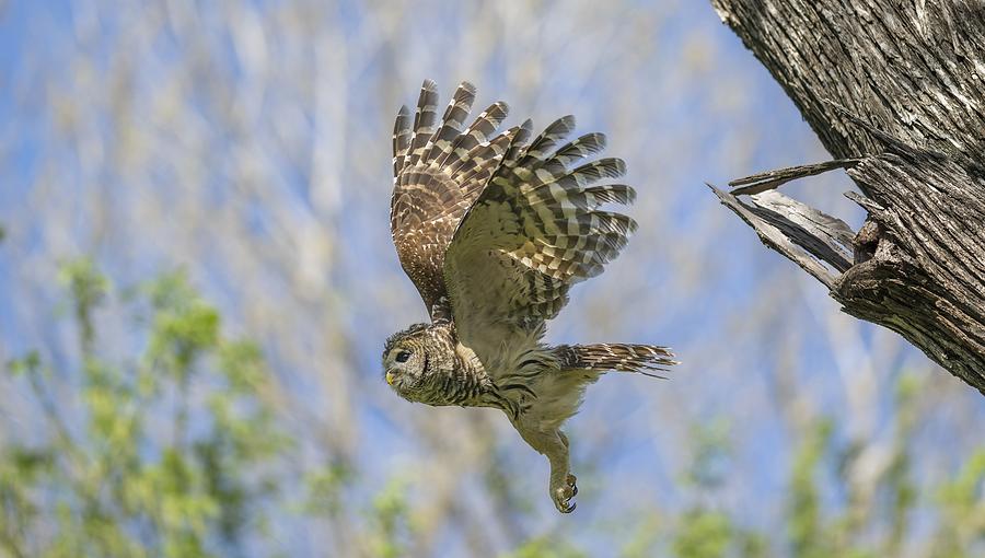 Formidable Fangs of a Mama Barred Owl Photograph by Puttaswamy Ravishankar