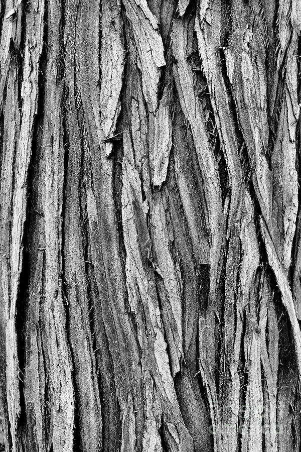Formosan Cypress Tree Bark Texture Photograph by Tim Gainey