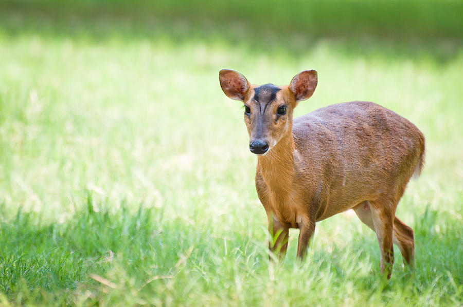 Formosan Reeves muntjac,Taiwan. Photograph by Clover No.7 Photography