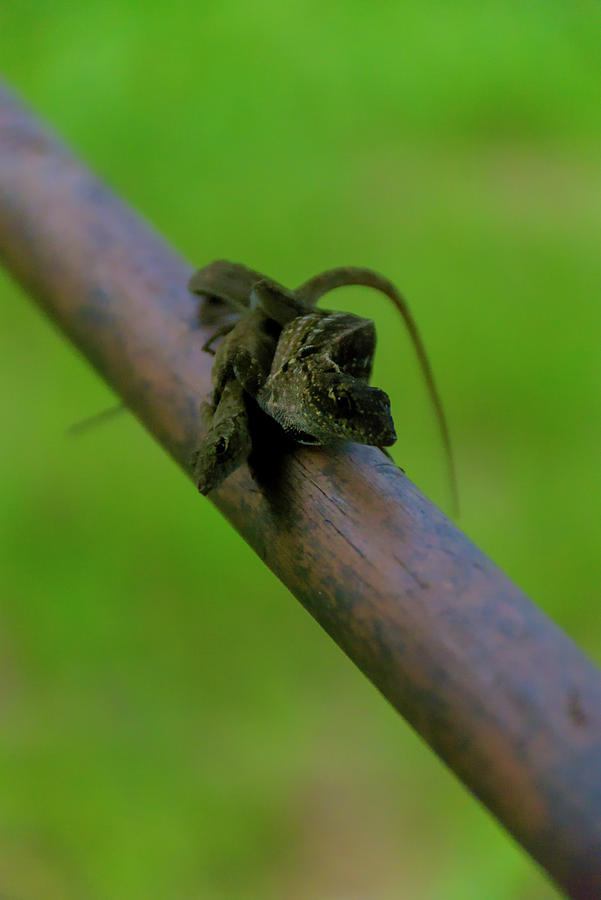 Fornicating Anoles Photograph