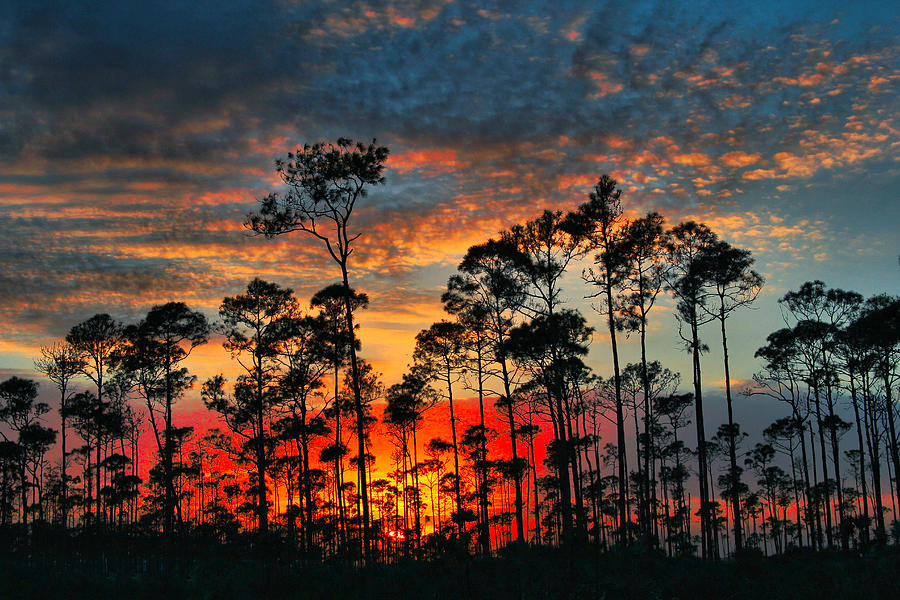 Forrest Sunset Photograph by Montez Kerr